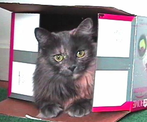 Pinkie in a Box